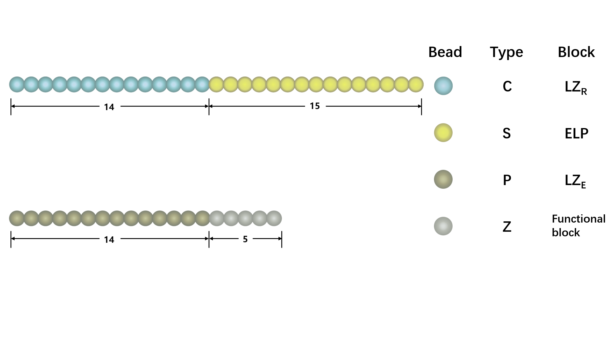 Figure1. The representative architecture of shell polypeptide (A) and core polypeptide (B). There are 29 beads in shell polypeptide and 19 beads in core polypeptide, with blue and yellow beads representing C and S components, gold and silver representing P and A components, respectively,